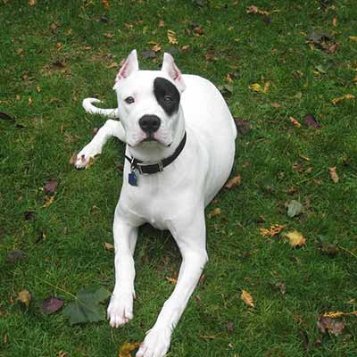 Dogo Argentino color blanco y mancha negra en un ojo, perro de pelo liso