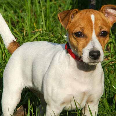Jack Russel terrier perro pequeño de pelo liso