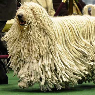El komondor es un hermoso perro de pelaje lanoso y algunas rastas