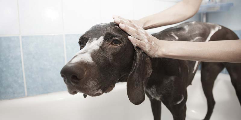 Tipo de pelo corto, perro negro en baño
