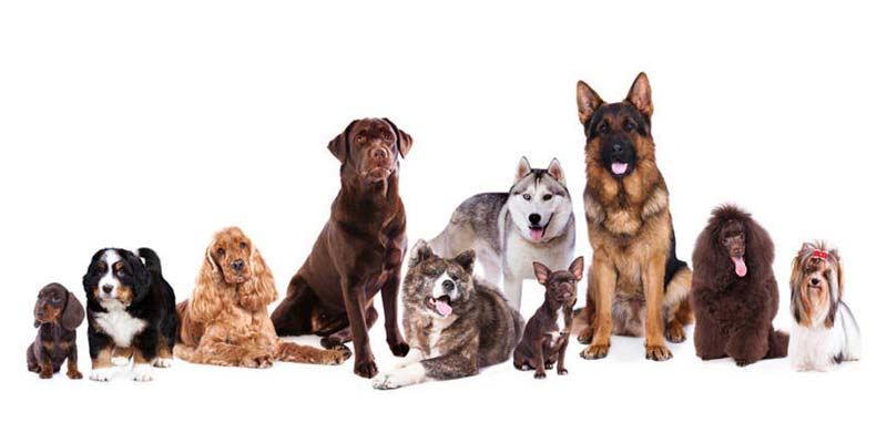 Varios perros, con diferentes tipos de pelaje