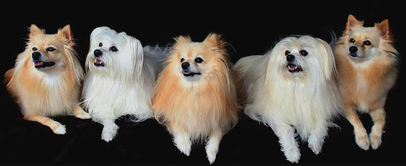 Raza de perros Pomerania, estos tiene la cabellera lisa