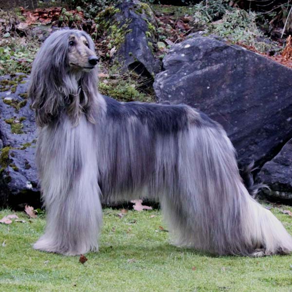 perro afgano, tiene el tipo de pelo raro
