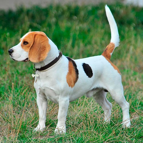 beagle short haired dog