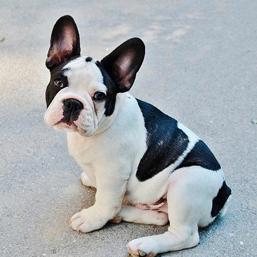 French Bulldog short haired dog
