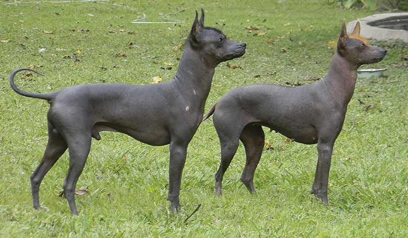 perro-de-pila-argentino-es-otra-variedad-del-perro-sin-pelo