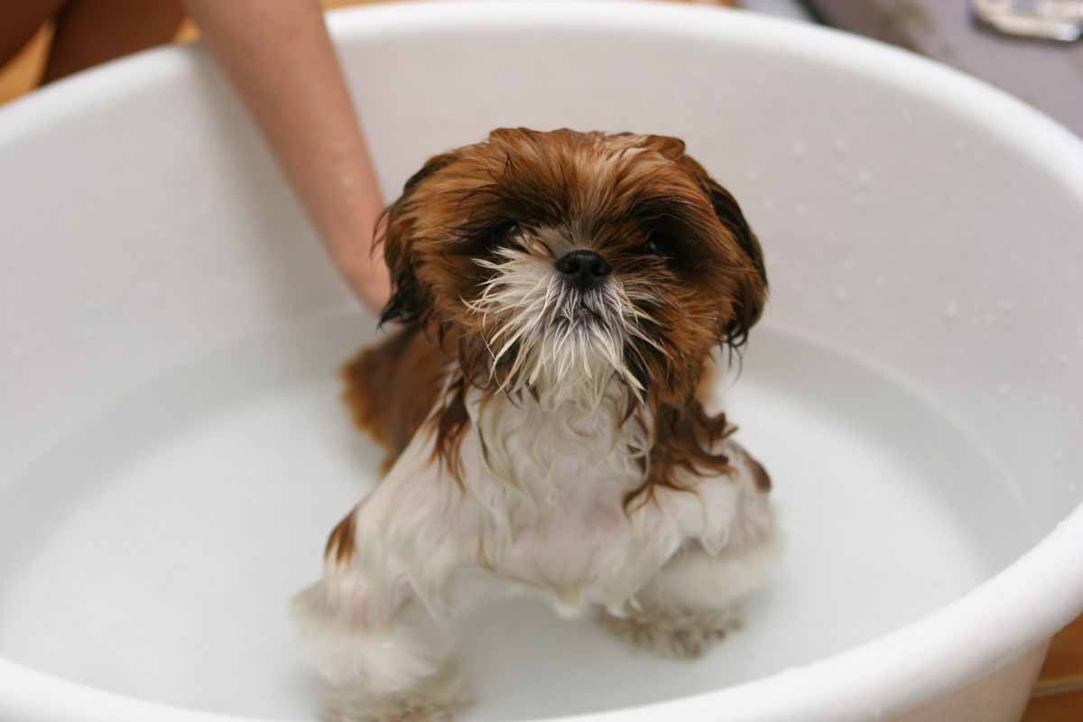 aclarado despues del champu al bañar perritos