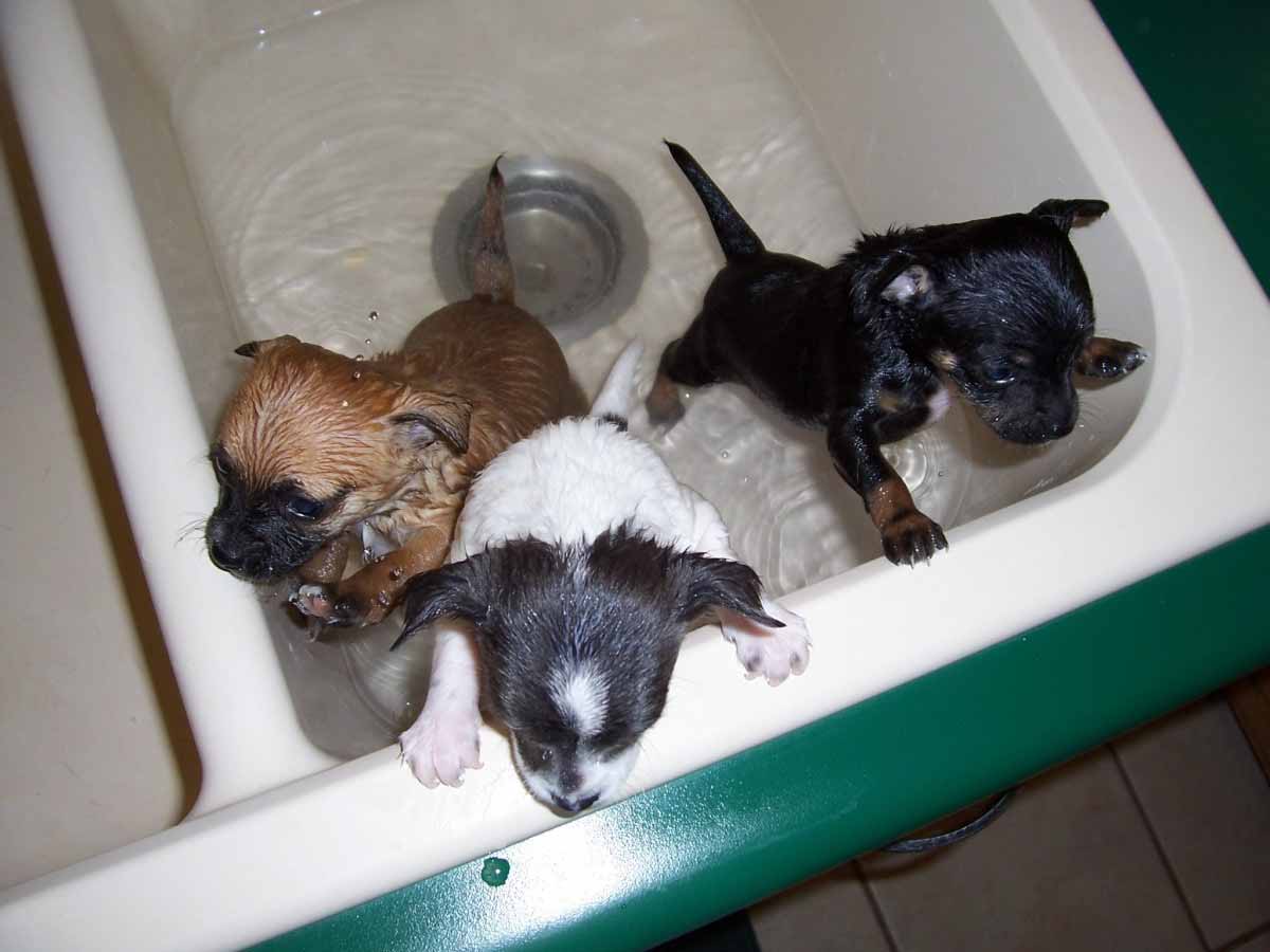 primer baño de un perro y cachorritos
