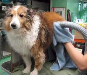 Secar el pelo de un perro con toalla y secadora