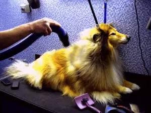 Perro en sesiòn de grooming secado de pelo
