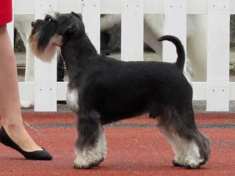  Schnauzer's coat is prone to knots and tangles