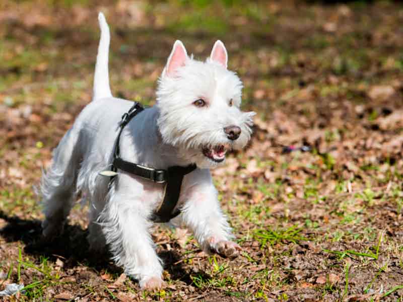 corte-westi-west-highland-white-terrier