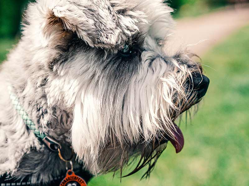 excess production of tears and saliva on schnauzer