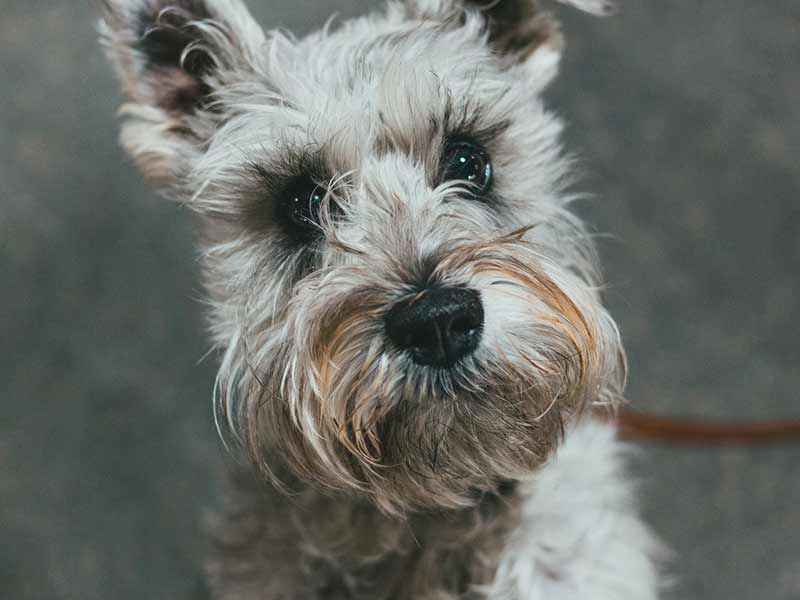 Schnauzer dog breed tends to have more extravagant beards