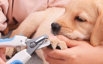 Herramientas para cortar las uñas de tu perro