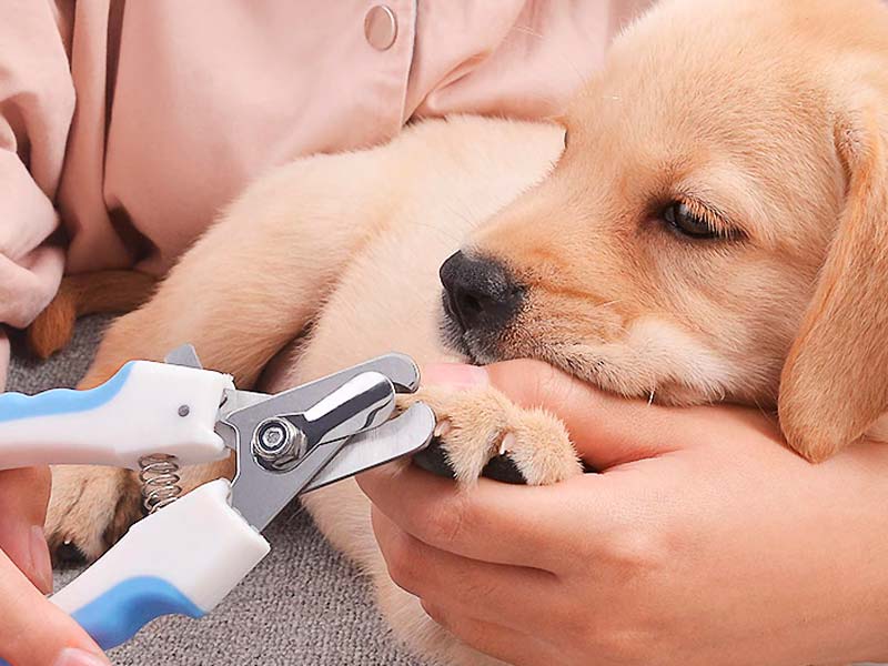Cómo cortar las uñas a un perro  Tiendanimal