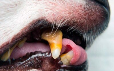 Sarro dental en perros