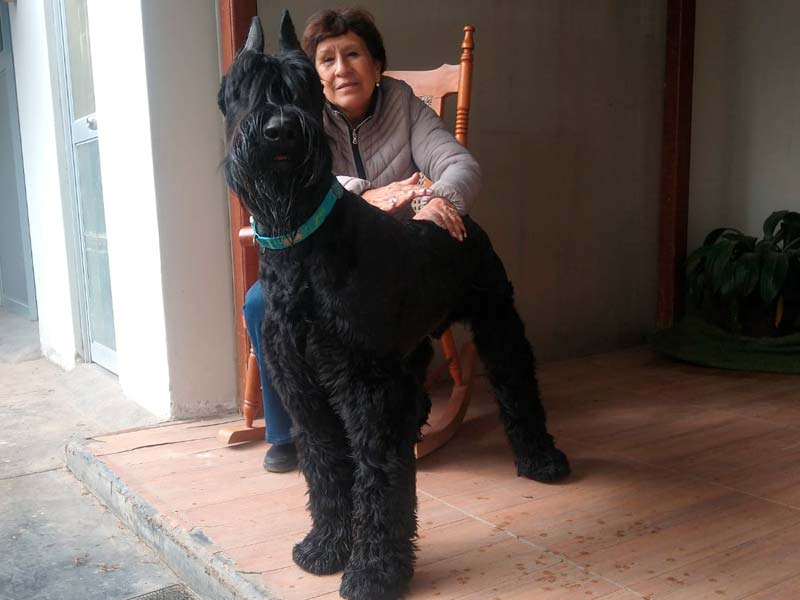 Giant Schnauzer with person
