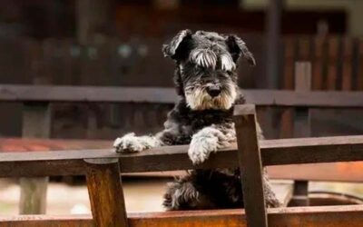 Pros and cons of owning a Schnauzer