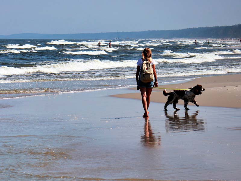 paseo-de-perro-por-la-playa
