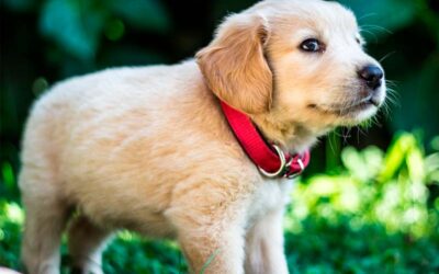 Perros sin vacunas: ¿Cómo sacarlo a pasear?