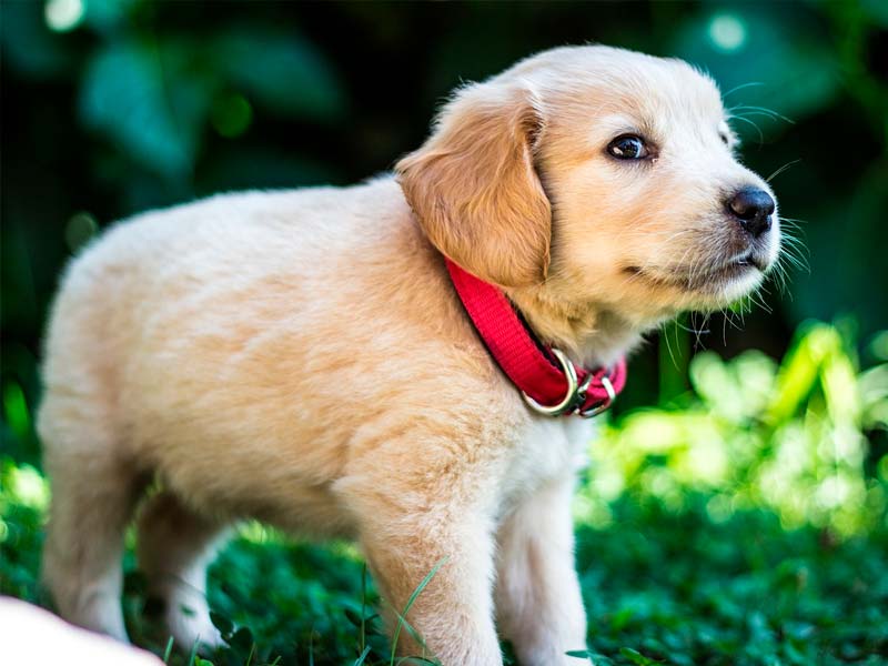 Perros sin vacunas: ¿Cómo sacarlo a pasear?