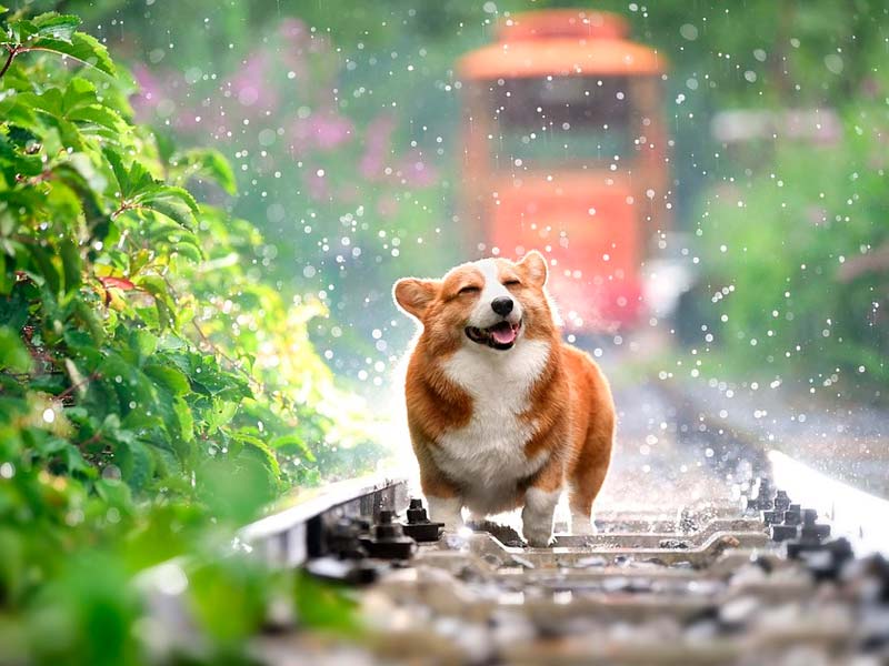 pasear-al-perro-cuando-llueve